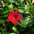 Diplandénie 'Sundaville Classic Red' - Mandevilla sanderi 'Sundaville Classic Red'