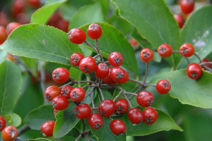 Blýskavka chlupatá - Photinia villosa