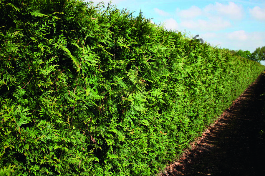 Zerav, túje řasnatá 'Excelsa' - předpěstovaný živý plot - Thuja plicata 'Excelsa' - předpěstovaný živý plot