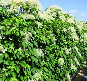 Hortenzie řapíkatá - předpěstovaný živý plot - Hydrangea anomala subsp. petiolaris - předpěstovaný živý plot