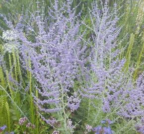 Perovskie lebedolistá 'Blue Spritzer' - Perovskia atriplicifolia 'Blue Spritzer'