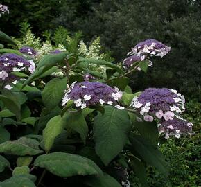 Hortenzie Sangentova - Hydrangea aspera ssp. sargentiana