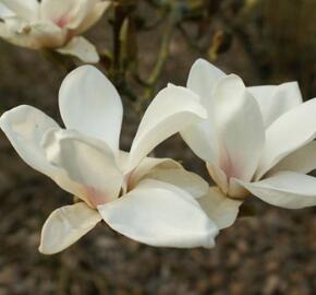 Šácholan Soulangeanův 'Superba' - Magnolia soulangeana 'Superba'