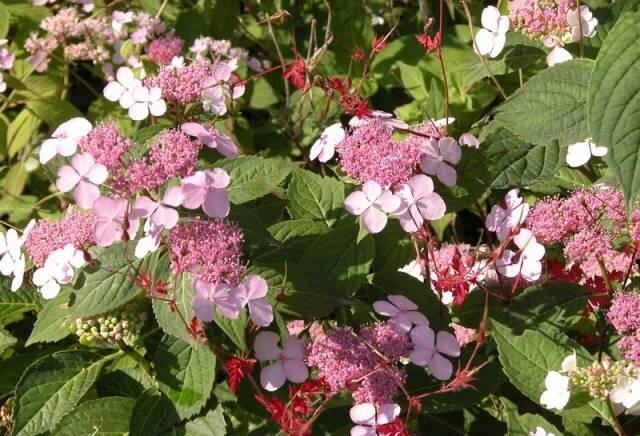 Hortenzie pilovitá 'Intermedia' - Hydrangea serrata 'Intermedia'