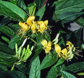 Zimolez zašpičatělý - Lonicera acuminata (henryi)