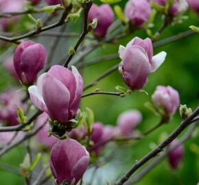 Šácholan Soulangeanův 'Rustica Rubra' - Magnolia soulangeana 'Rustica Rubra'