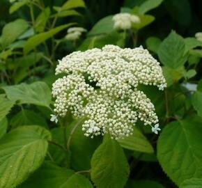 Hortenzie stromečkovitá 'Hills of Snow' - Hydrangea arborescens 'Hills of Snow'