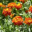 Aksamitník rozkladitý, afrikán 'Texana Harmony' - Tagetes patula 'Texana Harmony'