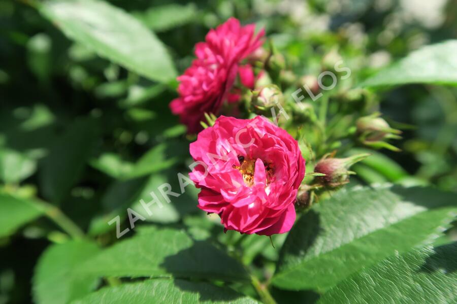 Růže pnoucí Tantau 'Perennial Blue' - Rosa PN 'Perennial Blue'