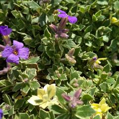 Tařička kosníkovitá 'Albovariegata' - Aubrieta deltoides 'Albovariegata'