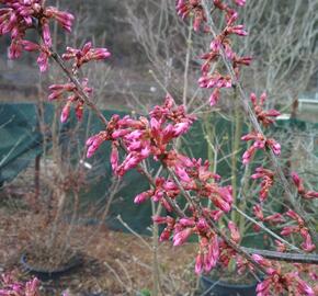 Višeň chloupkatá 'Autumnalis Rosea' - Prunus subhirtella 'Autumnalis Rosea'