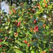 Cesmína obecná - Ilex aquifolium