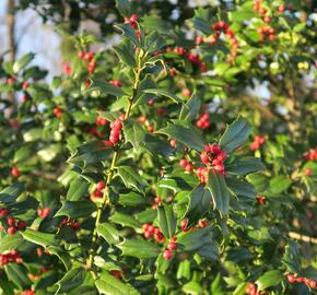 Cesmína obecná - Ilex aquifolium