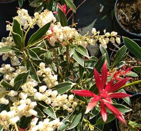 Pieris japonský 'Flaming Silver' - Pieris japonica 'Flaming Silver'