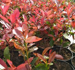 Blýskavka Fraserova 'Camilvy' - Photinia fraseri 'Camilvy'