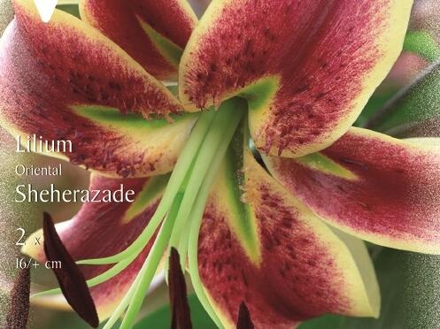 Lilie 'Oriental Scheherazade' - Lilium 'Oriental Scheherazade'