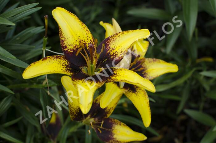 Lilie 'Asiatic Tango Tiger Play' - Lilium 'Asiatic Tango Tiger Play'