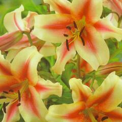 Lilie 'Treelilies Lavon ' - Lilium OT hybrids 'Treelilies Lavon '