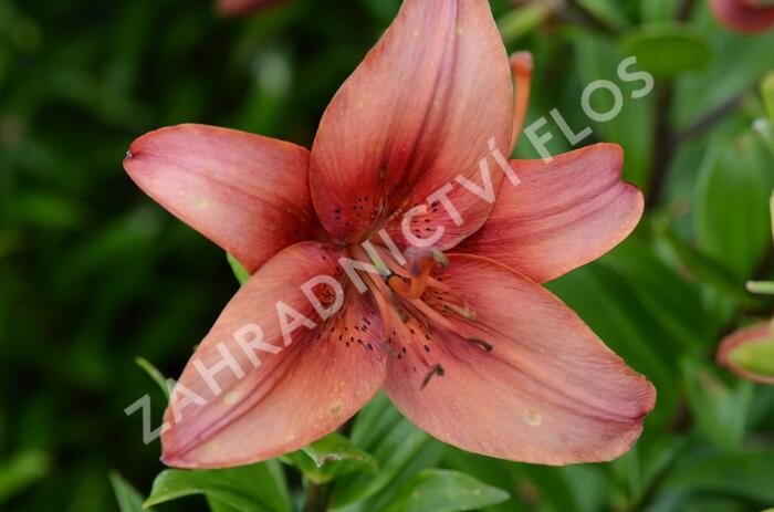 Lilie 'Mercedes' - Lilium 'Mercedes'