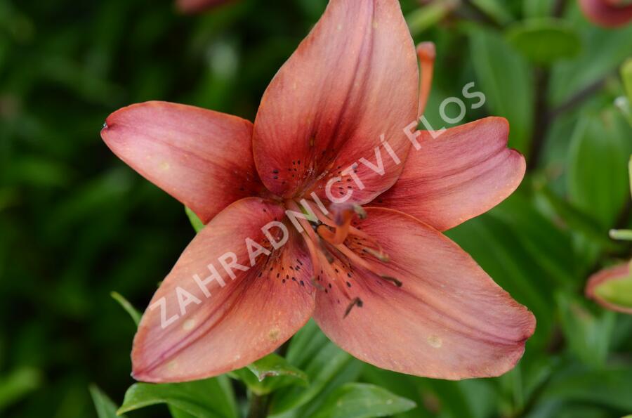 Lilie 'Mercedes' - Lilium 'Mercedes'