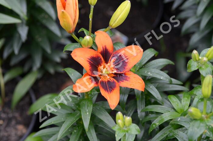 Lilie 'Asiatic Loreto' - Lilium 'Asiatic Loreto'