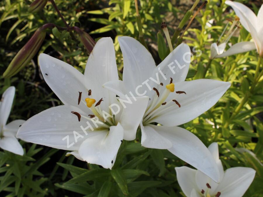 Lilie 'Oriental Mont Blanc' - Lilium 'Oriental Mont Blanc'