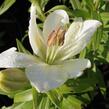 Lilie 'Geneve' - Lilium 'Geneve'