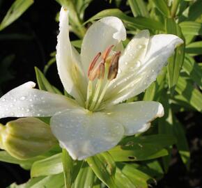 Lilie 'Geneve' - Lilium 'Geneve'