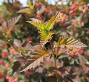 Tavola kalinolistá 'Diable d'Or' - Physocarpus opulifolius 'Diable d'Or'