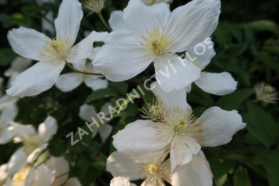 Plamének horský - Clematis montana