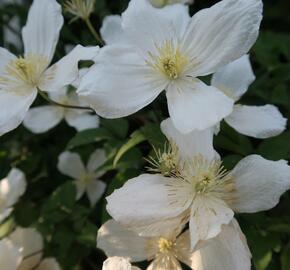 Plamének horský - Clematis montana