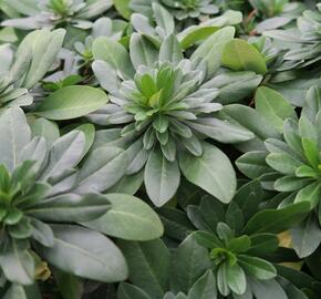 Pryšec mandloňovitý robbiae - Euphorbia amygdaloides ssp. robbiae