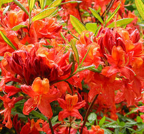 Pěnišník měkký 'Koster Brijant Red' - Azalea mollis 'Koster Brijant Red'