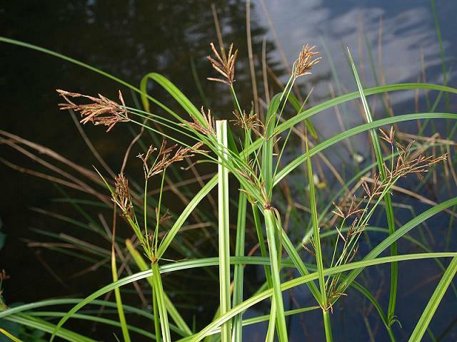 Šáchor dlouhý - Cyperus longus