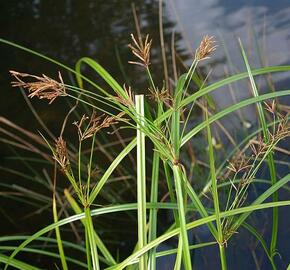 Šáchor dlouhý - Cyperus longus