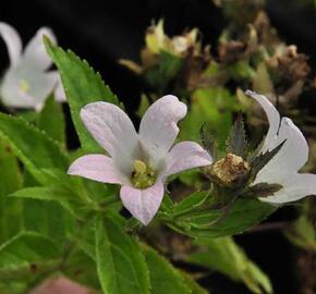 Zvonek bělokvětý 'Loddon Anna' - Campanula lactiflora 'Loddon Anna'