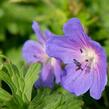 Kakost himalájský 'Baby Blue' - Geranium himalayense 'Baby Blue'