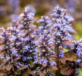 Zběhovec plazivý 'Atropurpurea' - Ajuga reptans 'Atropurpurea'