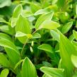 Kokořík panašovaný 'Variegatum' - Polygonatum falcatum 'Variegatum'