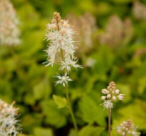 Mitrovnička srdcolistá 'Moorgruen' - Tiarella cordifolia 'Moorgruen'