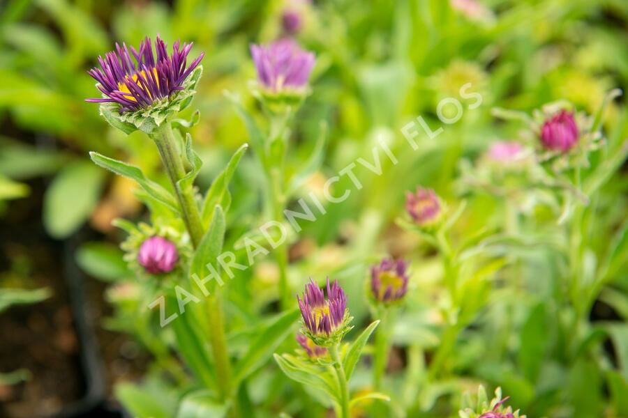 Hvězdnice alpská 'Beauty Blue' - Aster alpinus 'Beauty Blue'