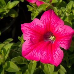 Petúnie 'Hot Pink' - Petunia hybrida Surfinia 'Hot Pink'