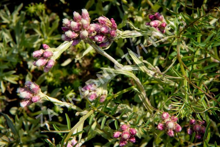 Kociánek dvoudomý 'Rubra' - Antennaria dioica 'Rubra'