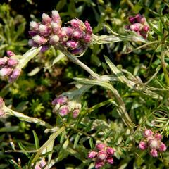 Kociánek dvoudomý 'Rubra' - Antennaria dioica 'Rubra'