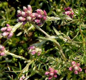 Kociánek dvoudomý 'Rubra' - Antennaria dioica 'Rubra'