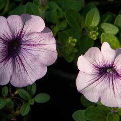 Petúnie 'Purple Vein' - Petunia hybrida Surfinia 'Compact Purple Vein'