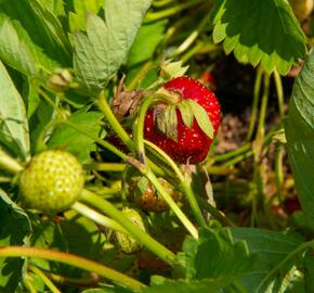 Jahodník jednouplodící 'Elvíra' - Fragaria ananassa 'Elvíra'