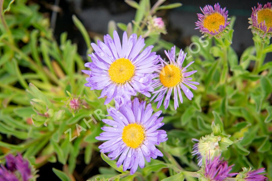 Hvězdnice alpská 'Goliath' - Aster alpinus 'Goliath'