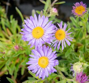 Hvězdnice alpská 'Goliath' - Aster alpinus 'Goliath'