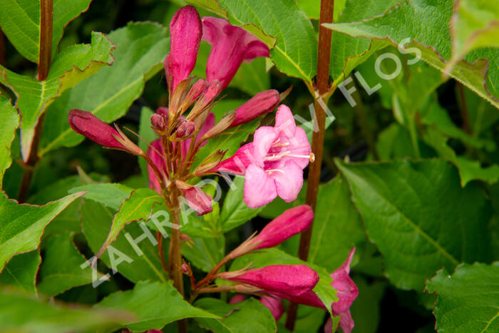 Vajgélie květnatá 'Rumba' - Weigela florida 'Rumba'